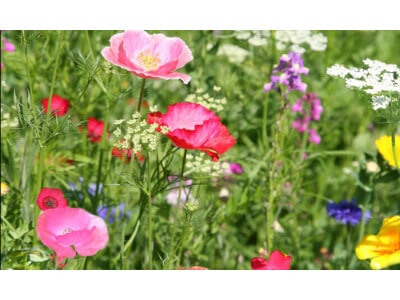 Northeast Wildflower Mix-4007
