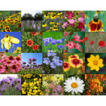 Northeast Wildflower Mix-4009