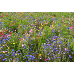 Northwest Wildflower Mix-4011