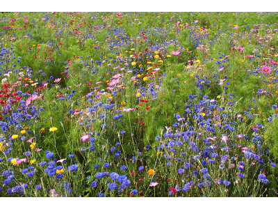 Northwest Wildflower Mix-4011