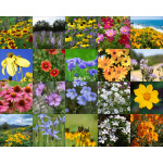 Northwest Wildflower Mix-4013