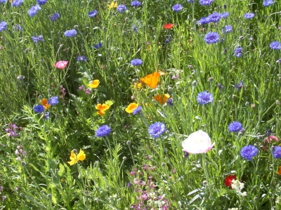 Rocky Mountain wildflowers