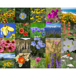 Rocky Mountain Wildflower Mix-4018