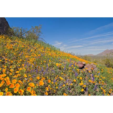 Sonoran Desert Wildflower Mix-4020