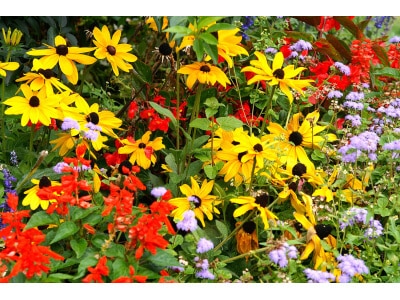 Southeast Wildflower Mix-4024