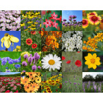 Southeast Wildflower Mix-4026