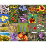 Southwest Wildflower Mix-4030