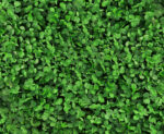 White Dutch Clover-1659