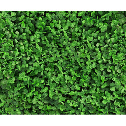 White Dutch Clover-1659
