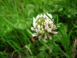 White Dutch Clover-1660