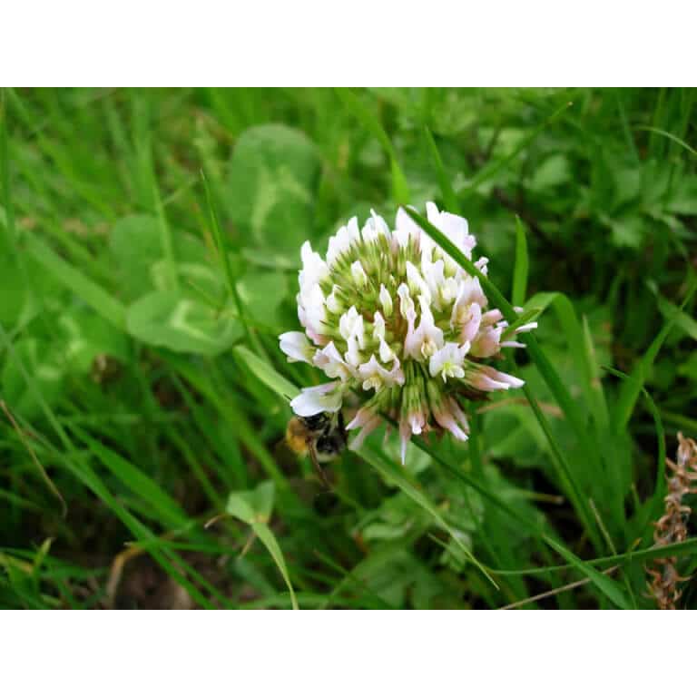 White Dutch Clover-1660