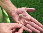 White Dutch Clover-4696