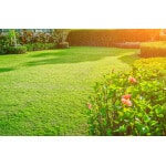 Zoysia Grass Seed-1829