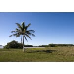 Florida tropics dryland pasture