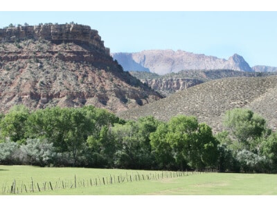 Southwest Desert Dryland Pasture Mix-3635