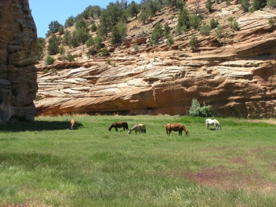 Southwest Transitional Dryland Pasture Mix-3651