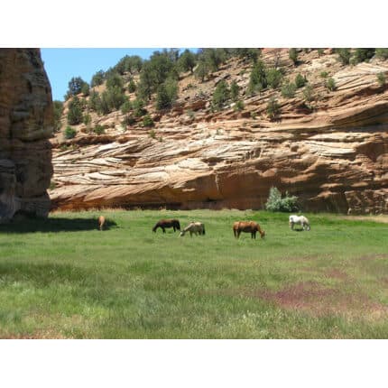 Southwest Transitional Dryland Pasture Mix-3651