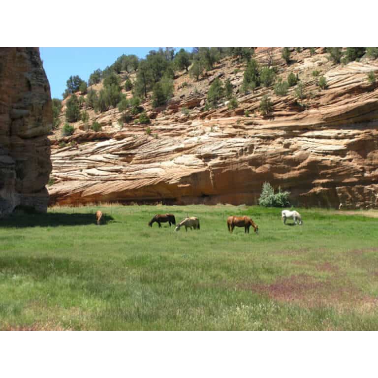 Southwest Transitional Dryland Pasture Mix-3651