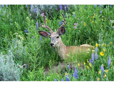 Deer Resistant Wildflower Mix-3985