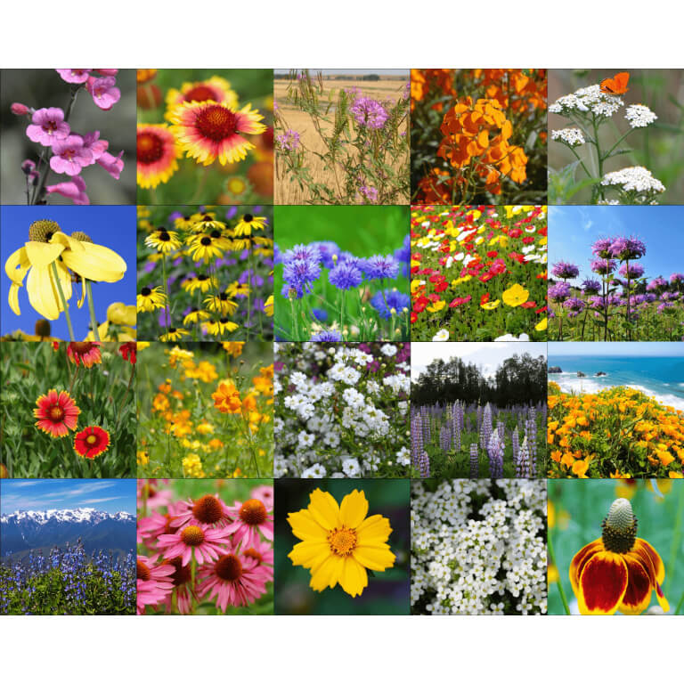 Deer Resistant Wildflower Mix-4003