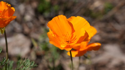 California Poppy taken by Marinna Fuentes