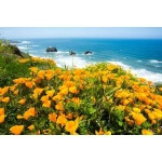 California Poppy-1275