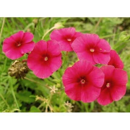 Drummond Phlox-1220