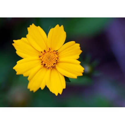 Lance-Leaved Coreopsis-0