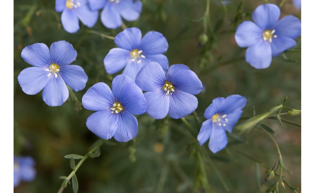 Lewis Blue Flax-1250
