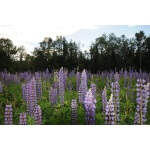 Wild Lupine-1236