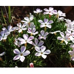 Mountain Phlox-1269