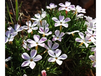 Mountain Phlox-1269