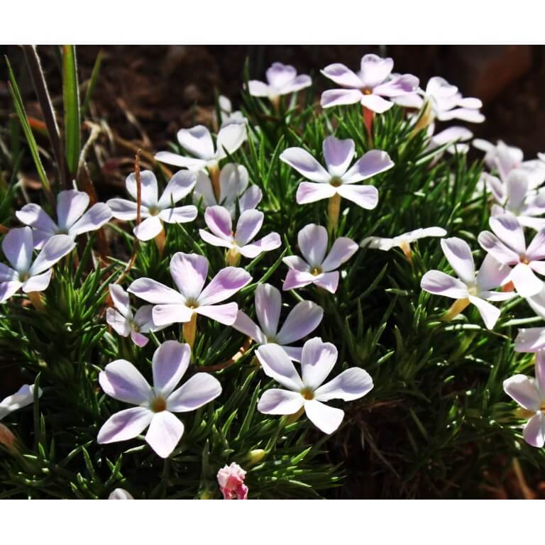 Mountain Phlox-1269