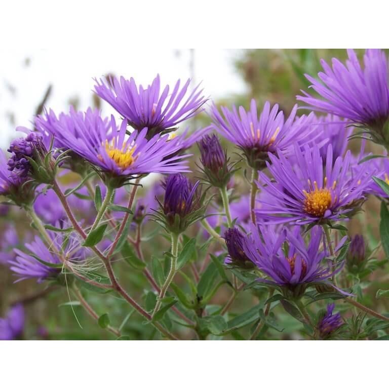 New England Aster-1234