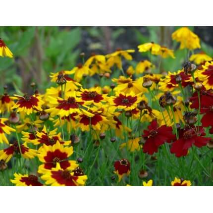 Plains Coreopsis -1271