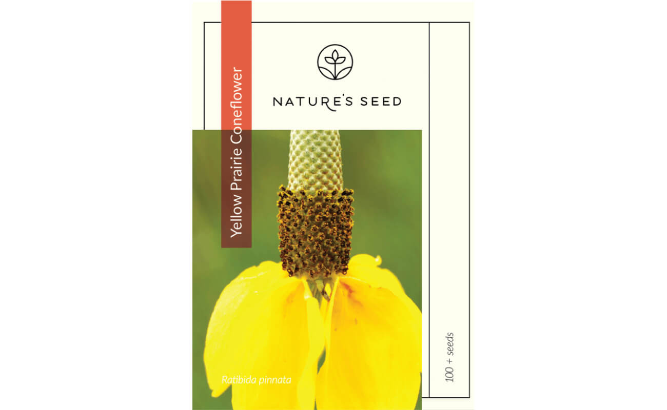 Yellow Prairie Coneflower-0