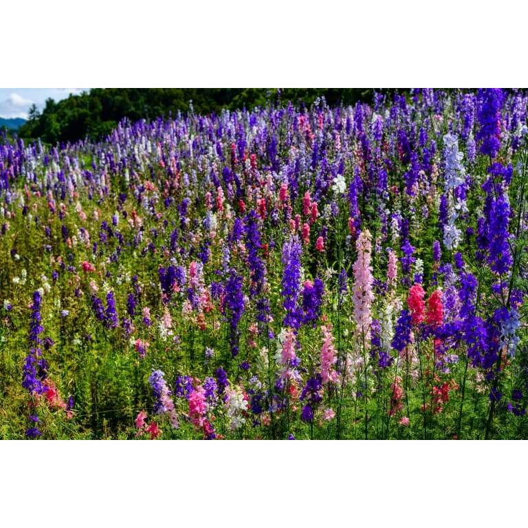 Rocket Larkspur-1218