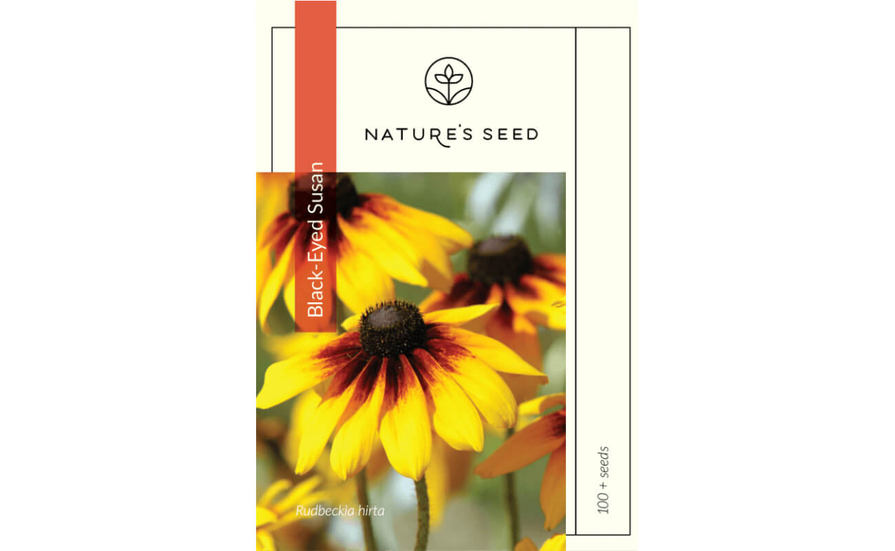 Black-Eyed Susan-0