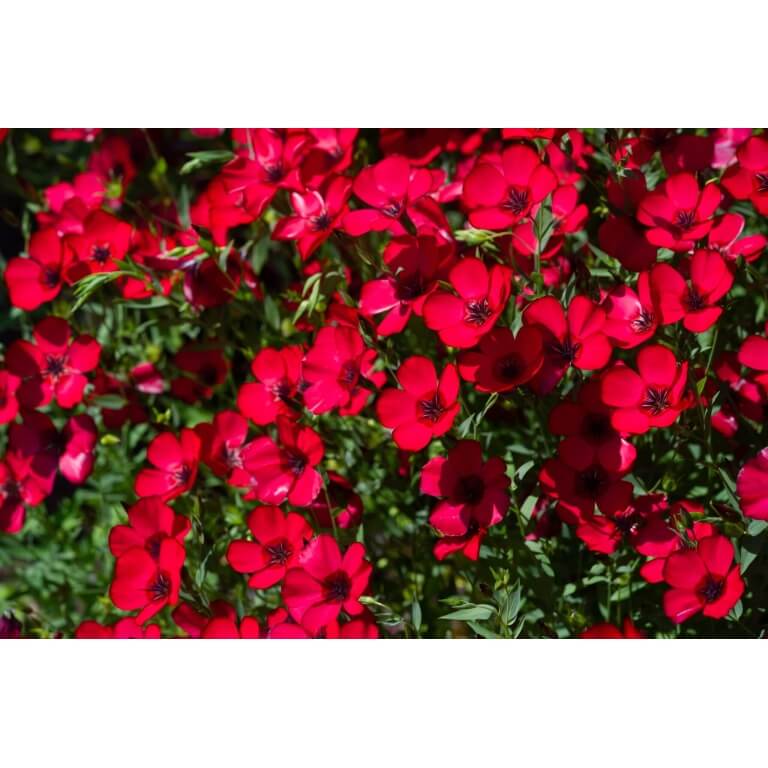 Scarlet Flax-1214