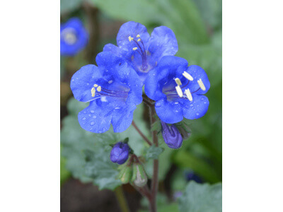 California Bluebell-5196