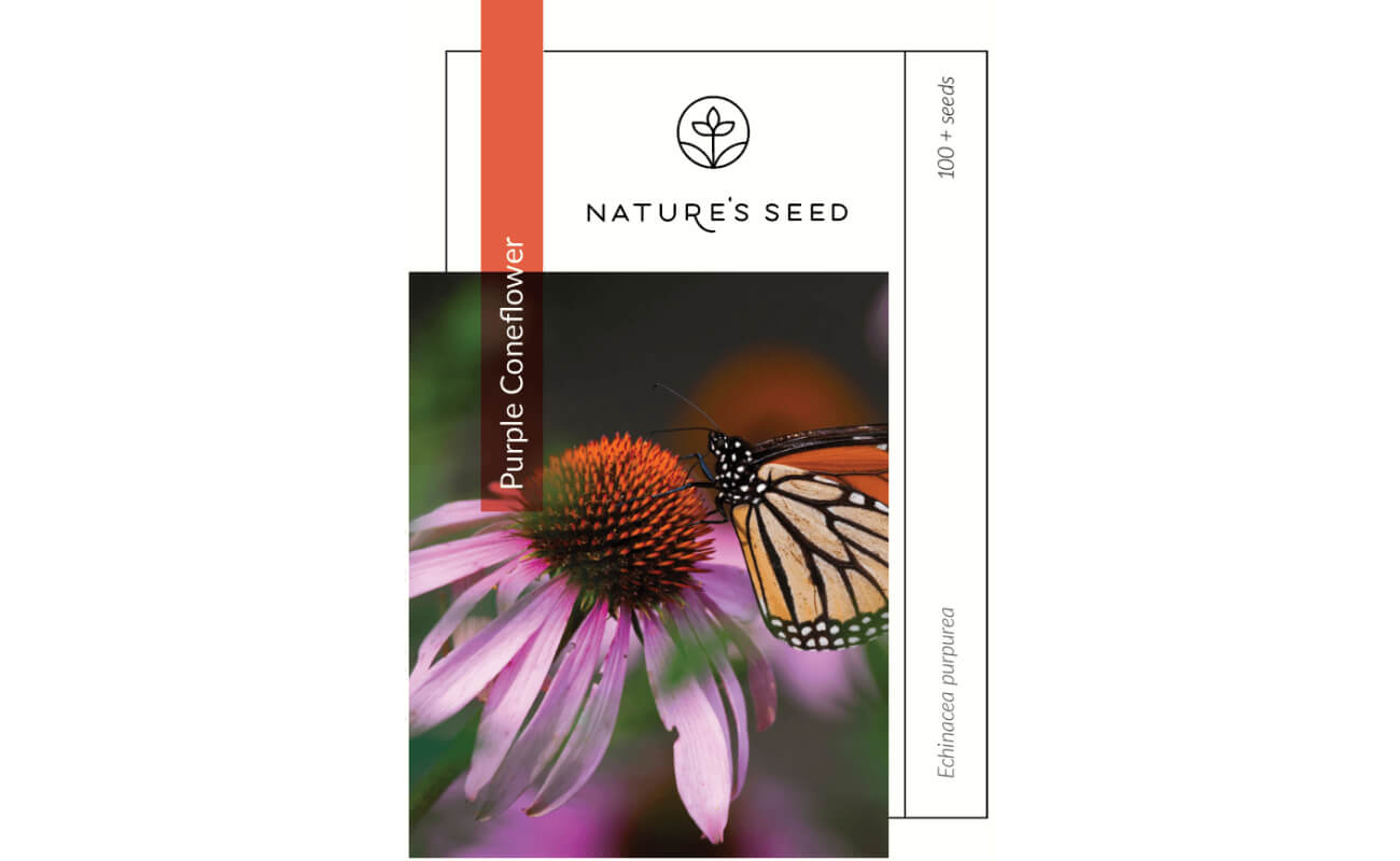 Purple Coneflower-0