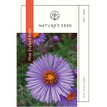 New England Aster-0