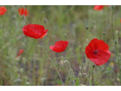 Shirley Poppy-1265