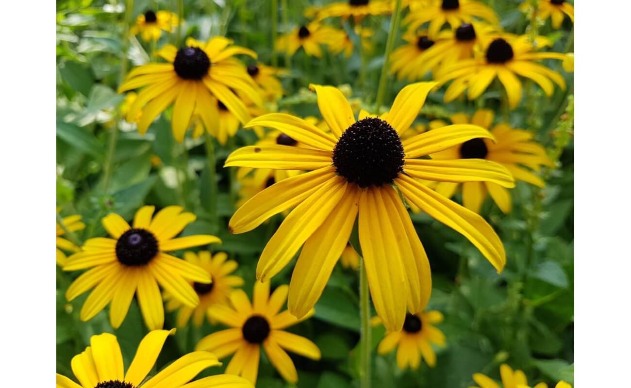 Black-Eyed Susan-5110