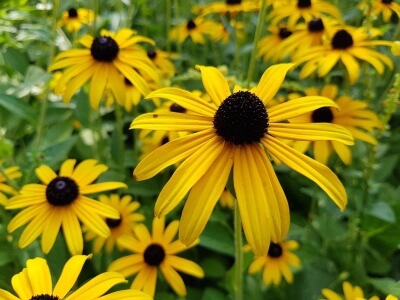 Black-Eyed Susan-5110