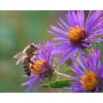 New England Aster-5254