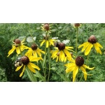 Yellow Prairie Coneflower-5116