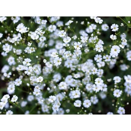 Baby’s Breath-5522