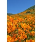 California Poppy-5352