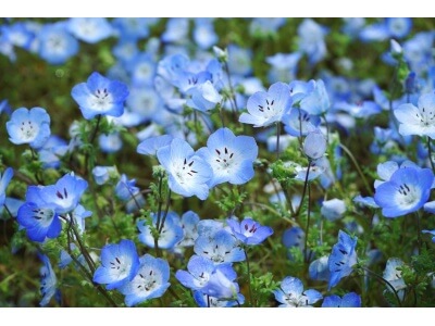 Baby Blue Eyes-4547